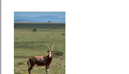 Antelope photo loaded onto Fabric.js canvas