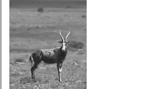 Grayscale antelope photo with brightness filter applied
